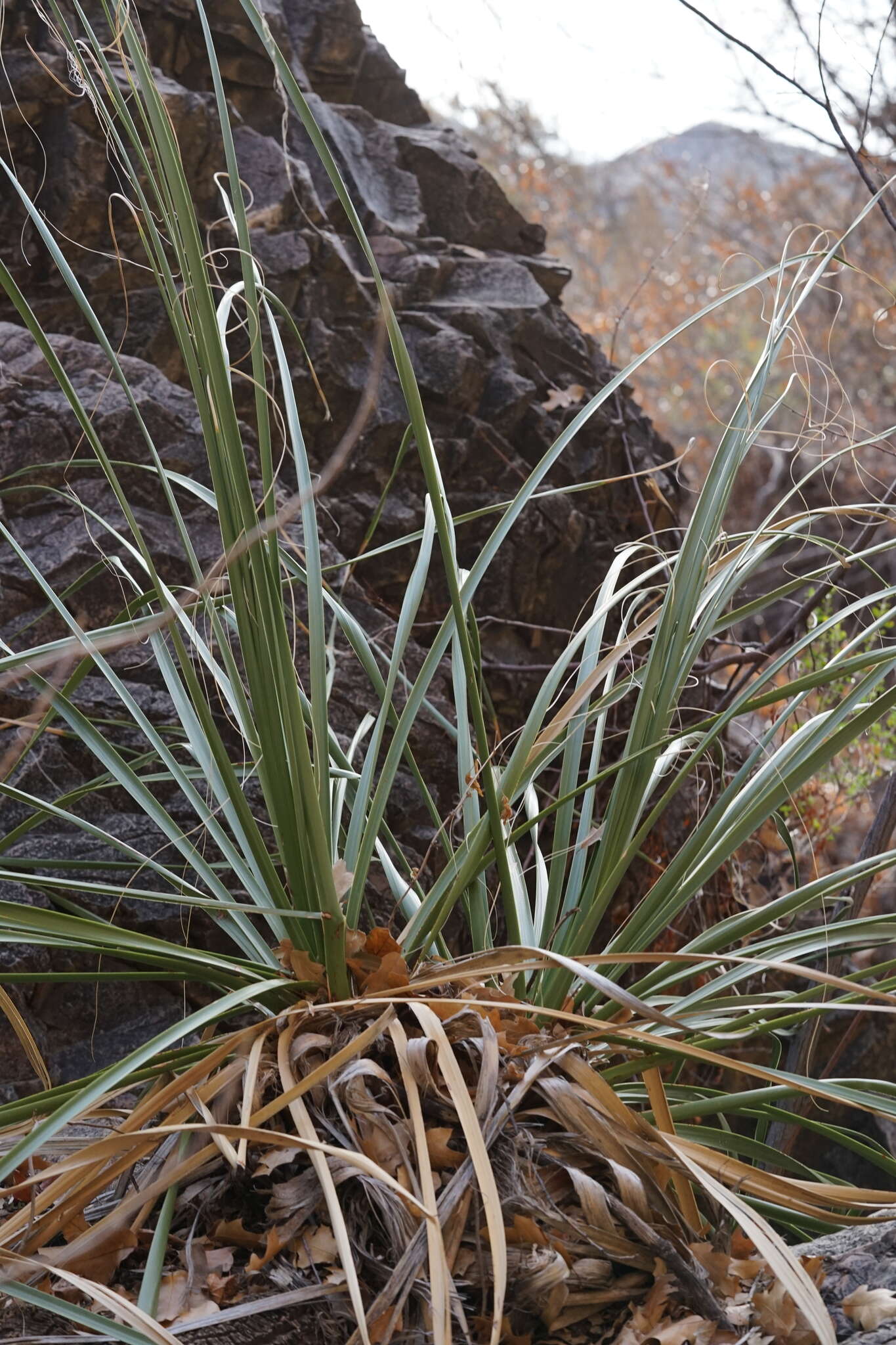 Image of foothill beargrass