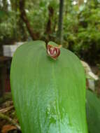 Image of Pleurothallis navisepala