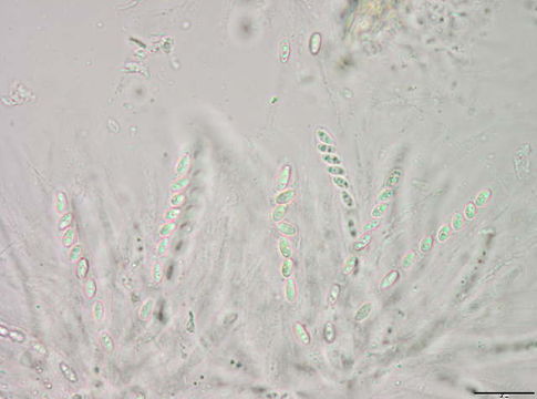 Image of Chaetosphaeria