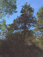 Image of Oregon white oak