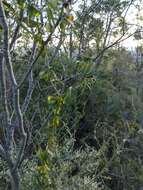 Image of Dioscorea hastifolia Nees