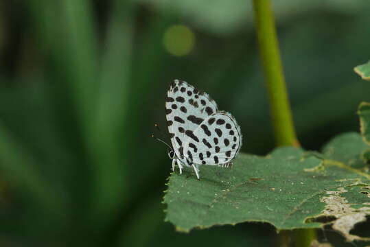 Image of Forest Pierrot