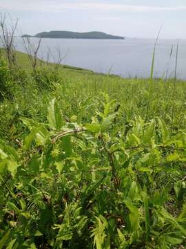 Image of Smilax riparia var. riparia