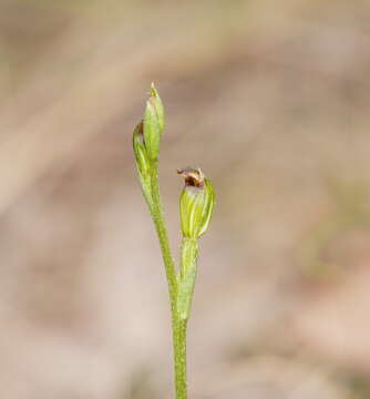 Pterostylis clivosa的圖片