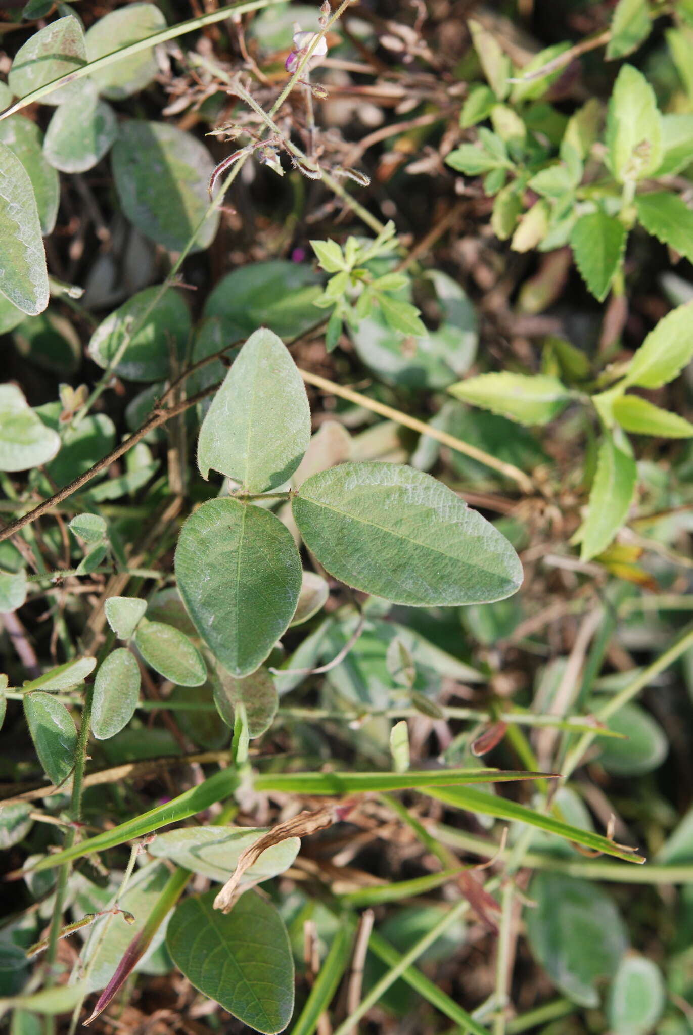 Plancia ëd Desmodium scorpiurus (Sw.) Desv.