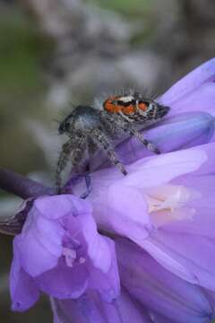 Image of Phidippus phoenix Edwards 2004