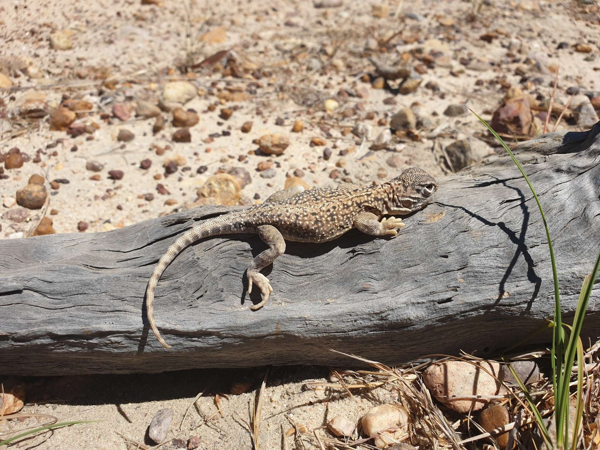 Image of Central Netted Dragon