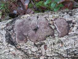 Phellinus laevigatus (P. Karst.) Bourdot & Galzin 1928的圖片