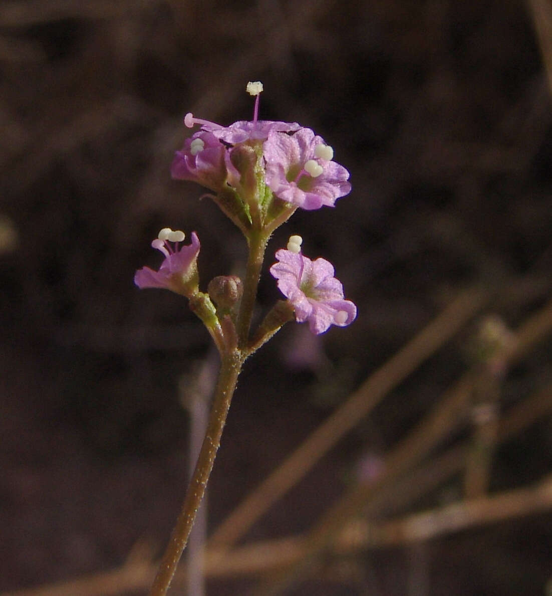 Imagem de Commicarpus helenae (J. A. Schult.) Meikle