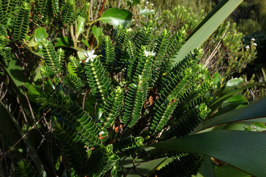 Image of Speedwell
