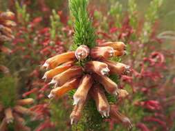 Image of Erica xanthina Guthrie & Bolus