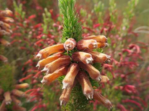 Image of Erica xanthina Guthrie & Bolus