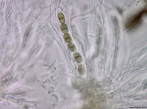 Image of Didymosphaeria