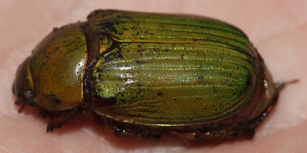 Imagem de Chrysina lecontei (Horn 1882)