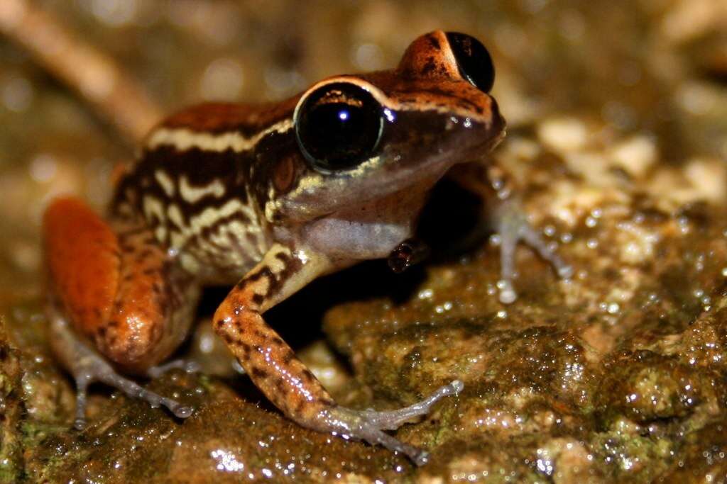 صورة Eleutherodactylus richmondi Stejneger 1904