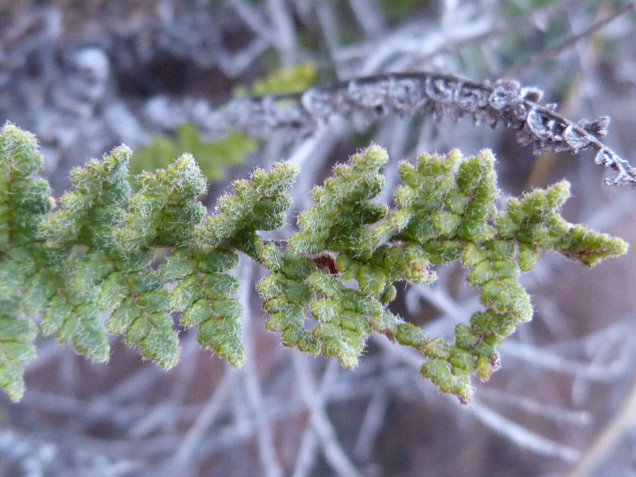 Plancia ëd Cheilanthes contracta Kunze