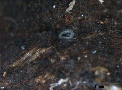 Image of Mollisia