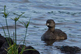 Imagem de Podilymbus podiceps podiceps (Linnaeus 1758)