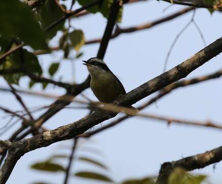 Image of Red-tailed Minla