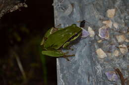 Image of Tree frog