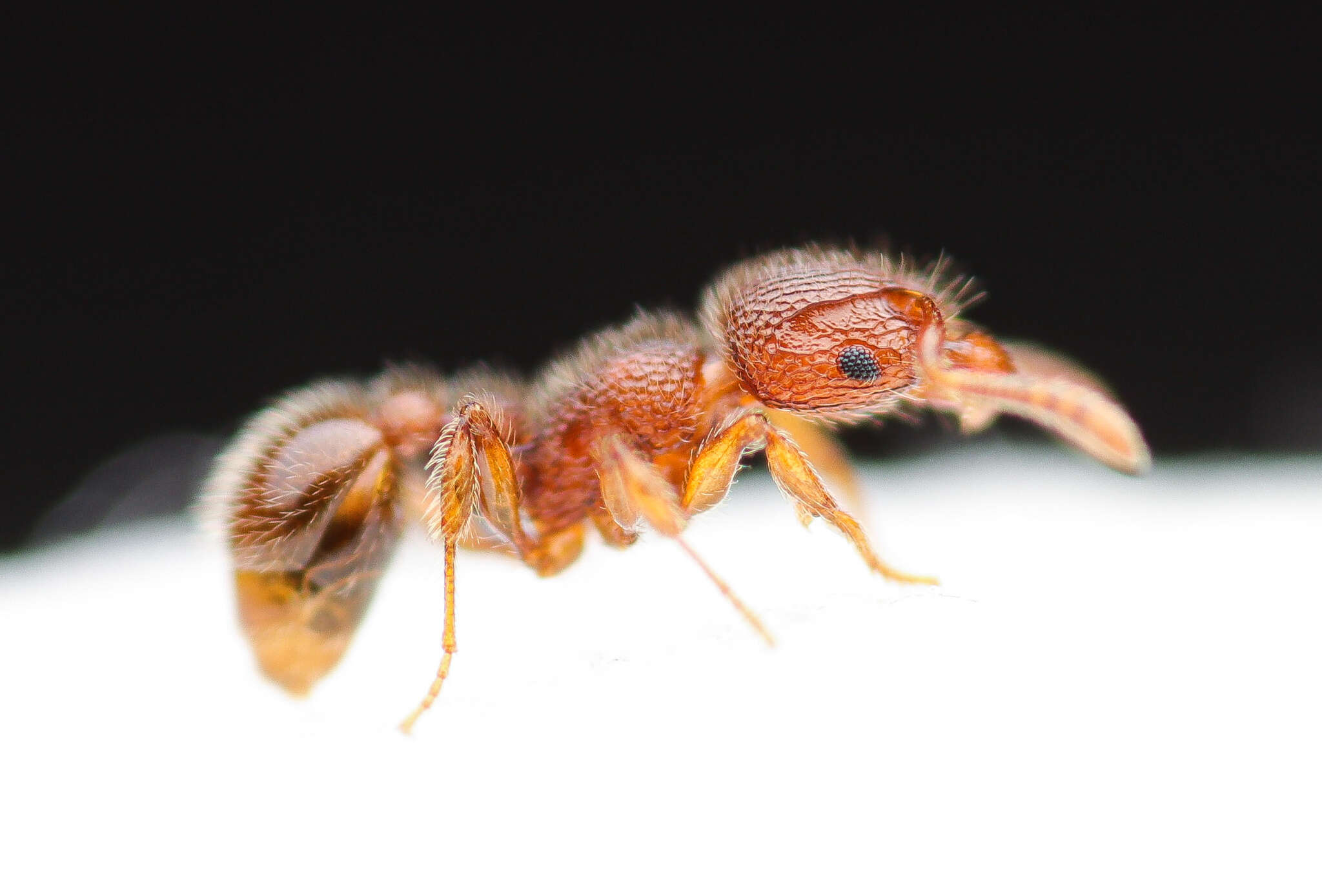 Image of Ant