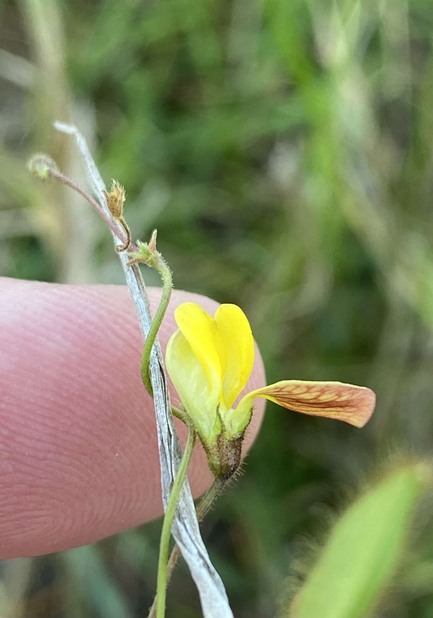 Image of Rhynchosia ciliata (Thunb.) Druce