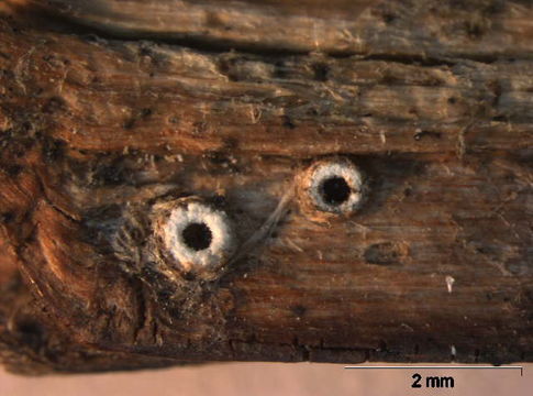 Image of Stictis Pers.