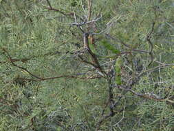 Image of Prosopis flexuosa DC.