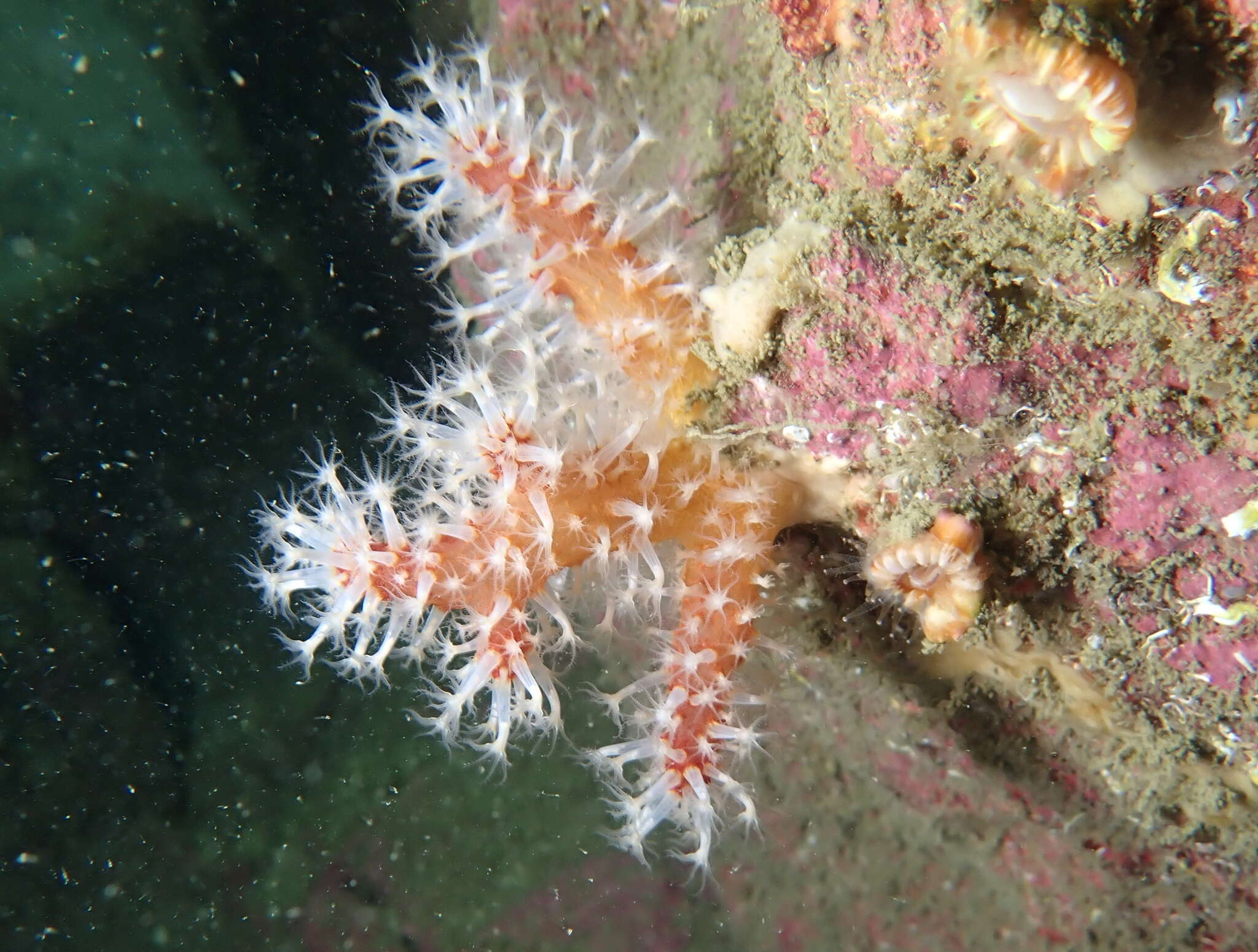 Imagem de Alcyonium glomeratum (Hassall 1843)