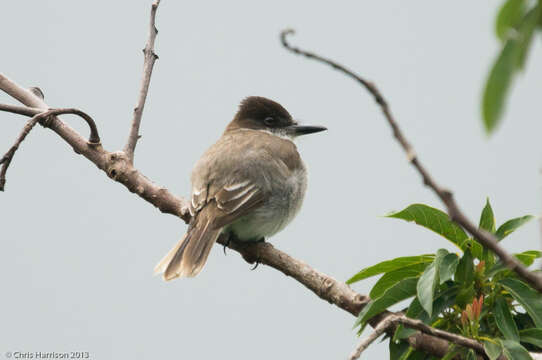 Image of Loggerhead Kingbird