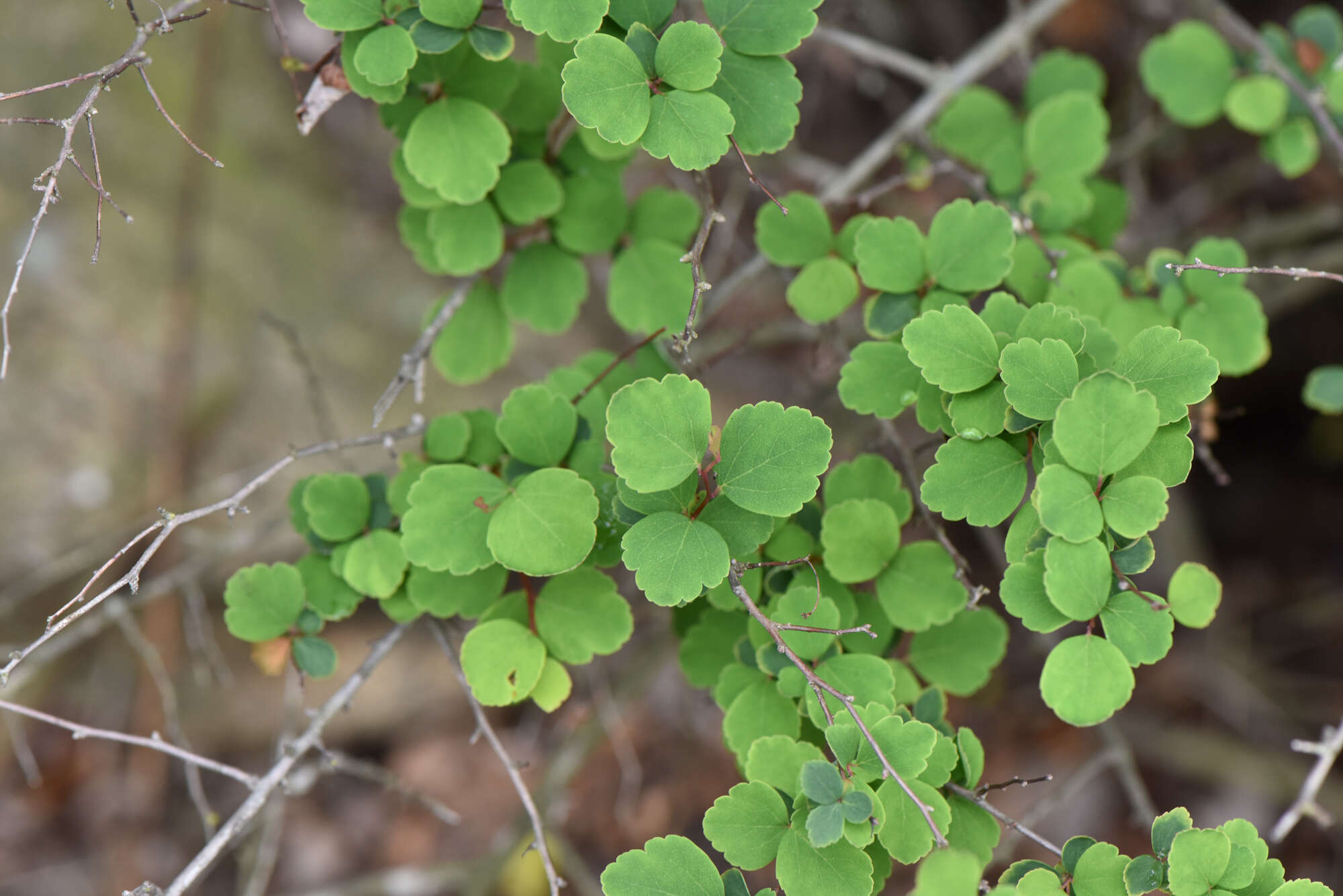 Imagem de Spiraea blumei G. Don