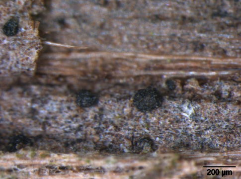 Image of Patellariaceae