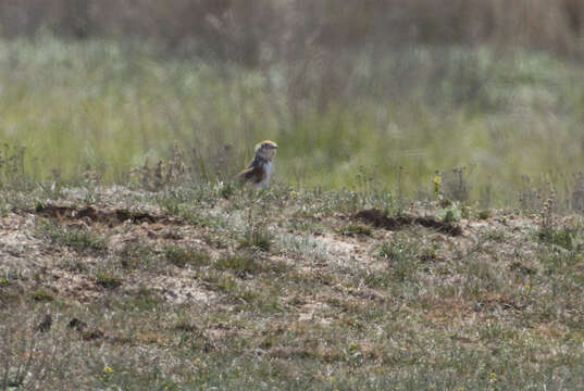 Image of White-winged Lark