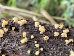 Image of Calocera pallidospathulata D. A. Reid 1974