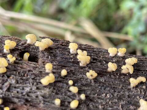 Image of Calocera pallidospathulata D. A. Reid 1974