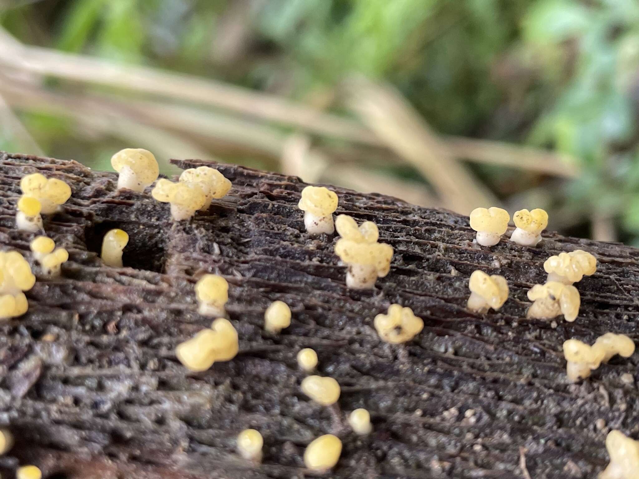 Image de Calocera pallidospathulata D. A. Reid 1974