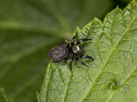 Image of Evarcha arcuata (Clerck 1757)