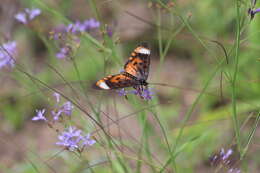 Image of <i>Acraea <i>acara</i></i> acara