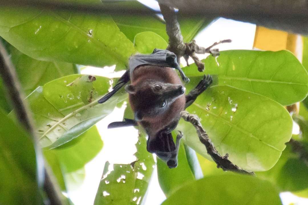 Image de Pteropus hypomelanus Temminck 1853