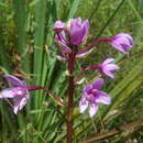 Image of Spathoglottis paulinae F. Muell.