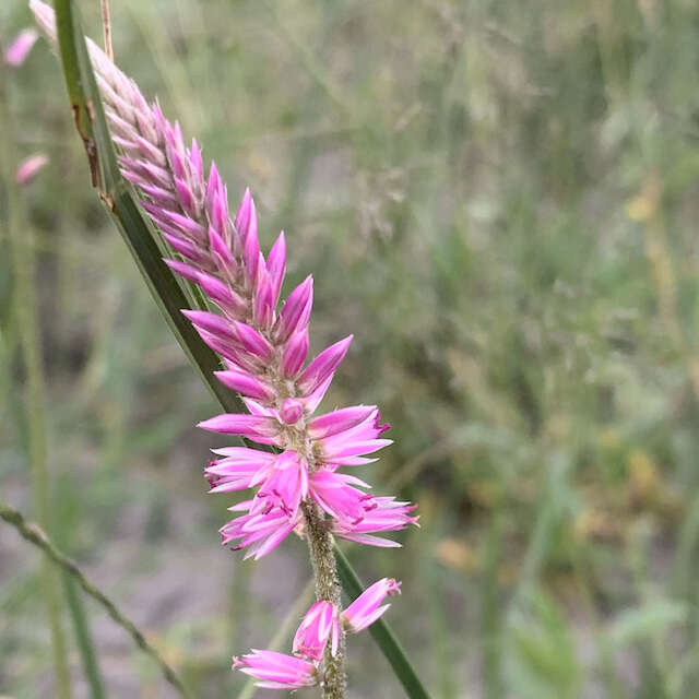 Image of Hermbstaedtia fleckii (Schinz) Bak. & C. B. Cl.