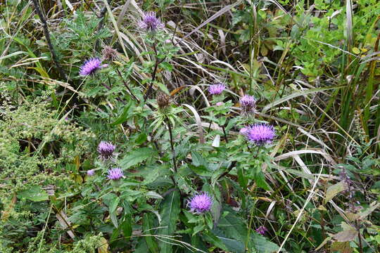 Слика од Cirsium vlassovianum Fisch. ex DC.