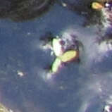 Image of valdivia duckweed