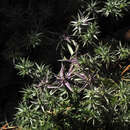 Image of Eryngium pusillum Desf.