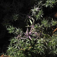 Image of Eryngium pusillum Desf.