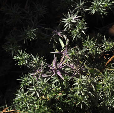 Image de Eryngium pusillum Desf.