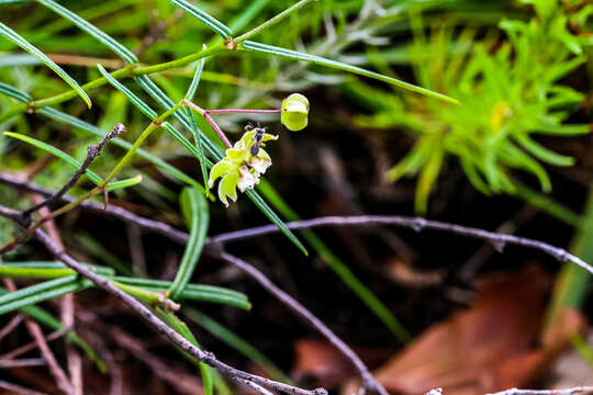 Image of Asclepias praemorsa Schltr.