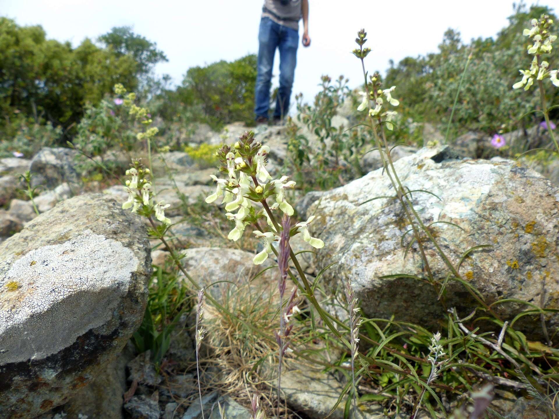 Image of Stachys recta subsp. subcrenata (Vis.) Briq.