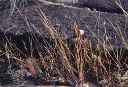 Sivun Schizachyrium fragile (R. Br.) A. Camus kuva