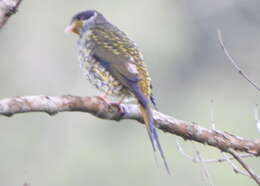 Image of Swallow-tailed Cotingas